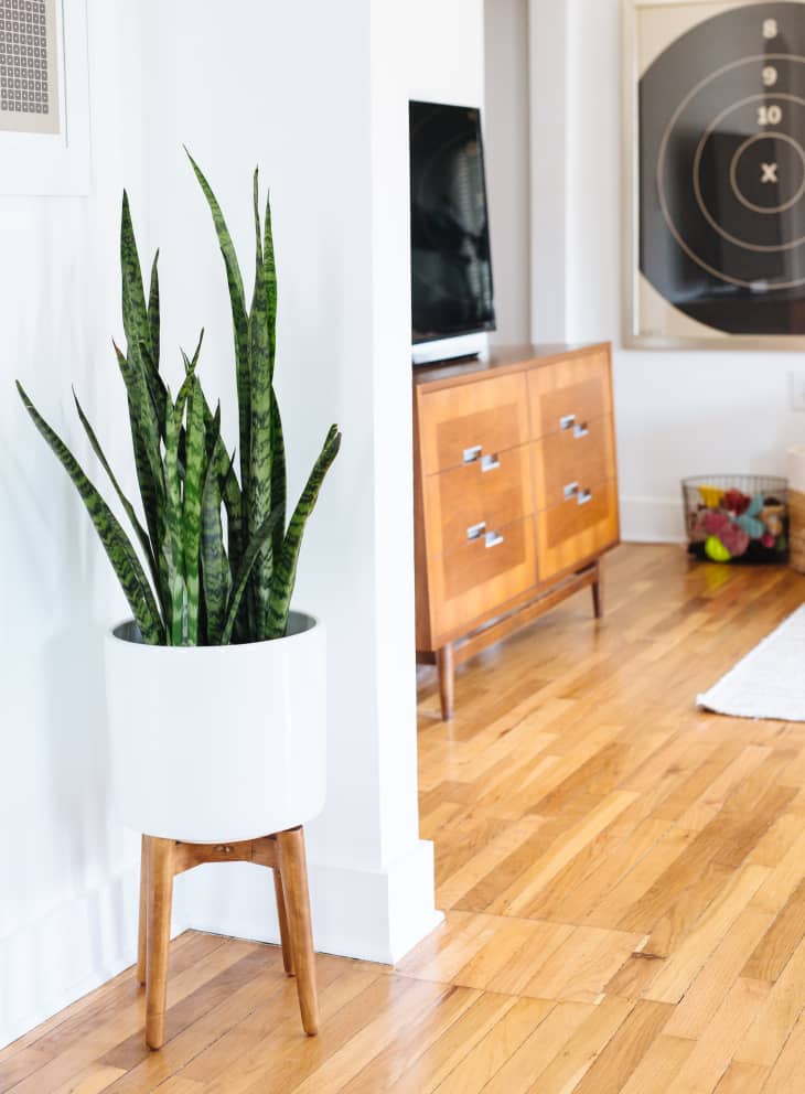 8 Kitchen Plants Best Houseplants That Thrive in
